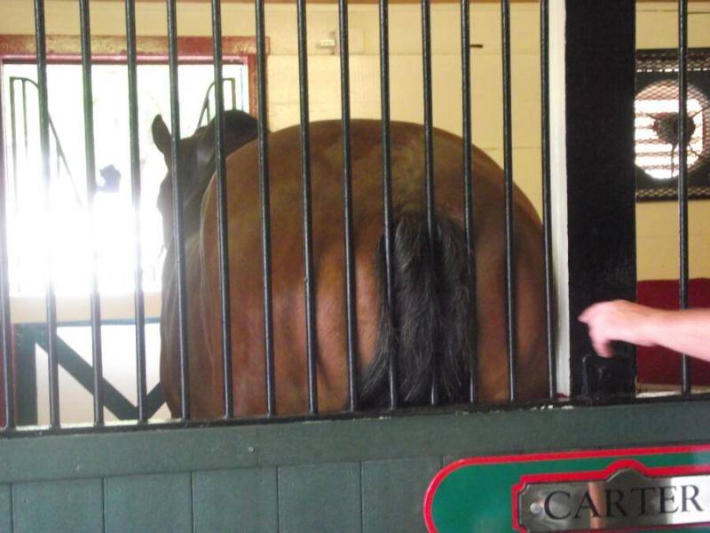 Horses ass.jpg