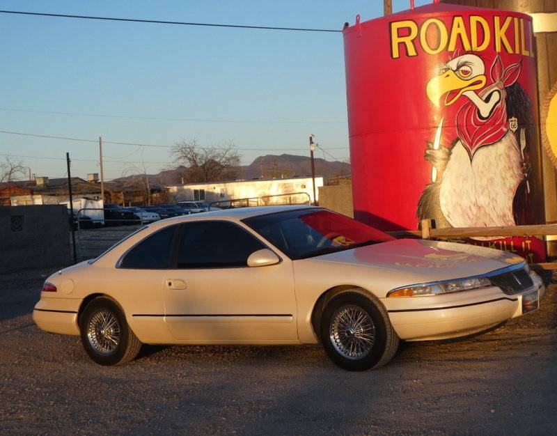Ivory Road Kill.JPG