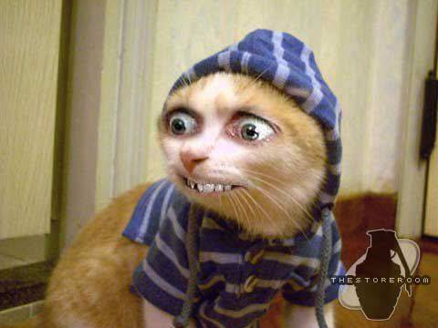 kitten2.jpg