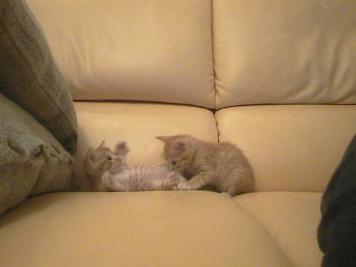 kittyporn.jpg