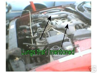 lungs.jpg