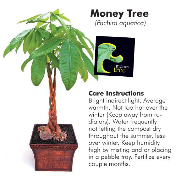 moneytree.jpg
