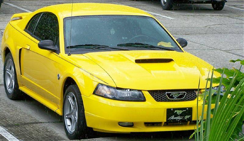 new stang web.jpg