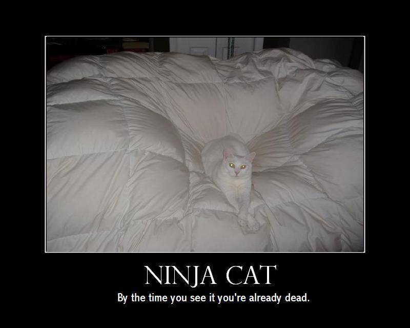 ninja cat.jpg