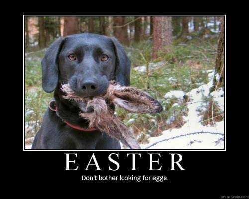 NO-BUNNY-500x400.jpg