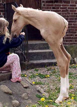 oh-my-god-this-has-to-be-the-weirdest-horse-i-have-ever-seen.jpg