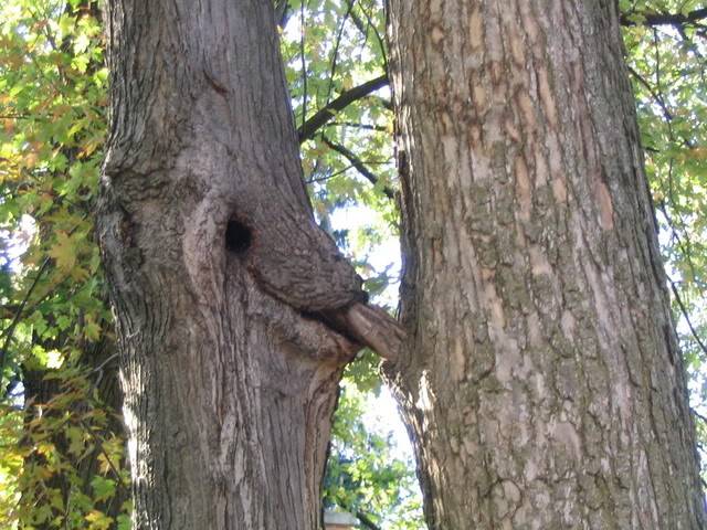 Oral_sex_tree_by_Nakeshka.jpg