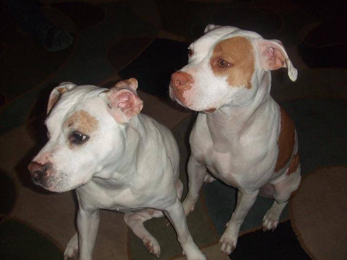 Penny & Daisy LvC.JPG