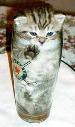 pint-o-kitty.jpg