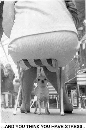 poordog.jpg