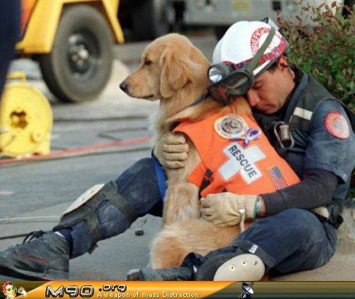 rescuedog.jpg