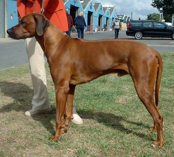 Rhodesian_Ridgeback_600.jpg