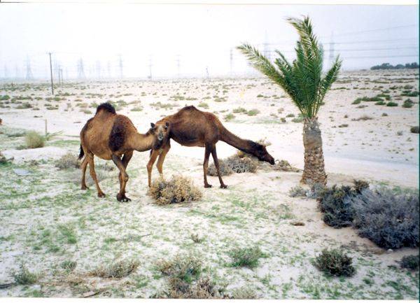 scan0011.jpg