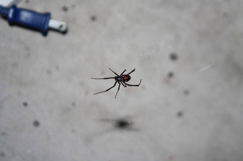 spider.jpg