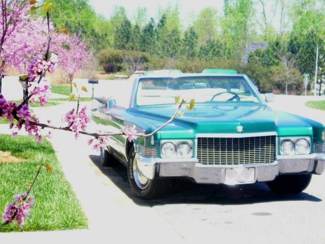 springtopdown.jpg