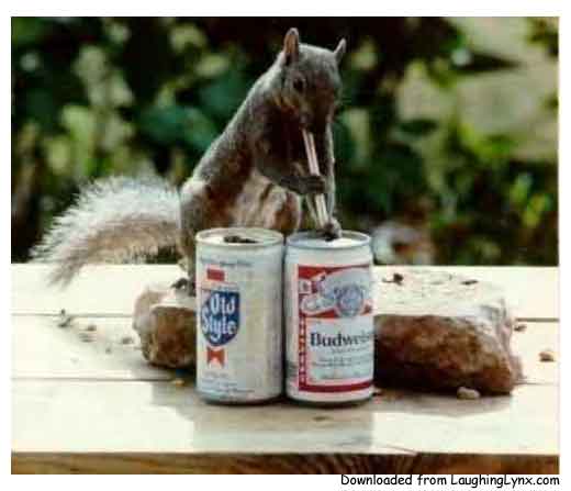 squirreldrink.jpg