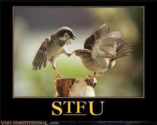 stfu bird.jpg