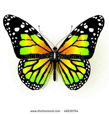 stock-photo-isolated-butterfly-on-a-white-background-46830784.jpg