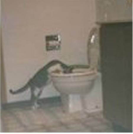 tootietoilet.jpg