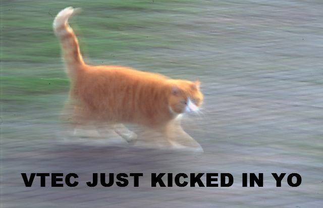 Vtec_cat.jpg
