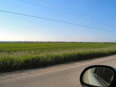 websize baby corn field 10.jpg