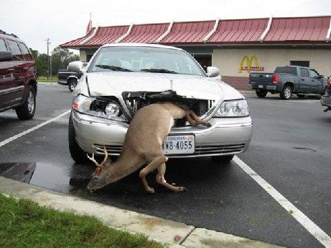 whitetail_deer_in_grill_of_car.jpg