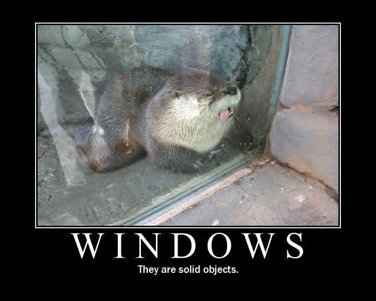 windows.jpg