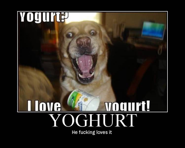 yoghurt.jpg