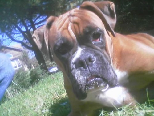 bella1.JPG