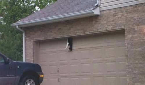 dead-cat.jpg
