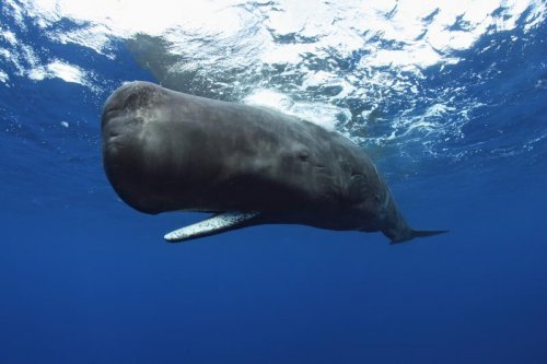 4-Sperm-Whale.jpg
