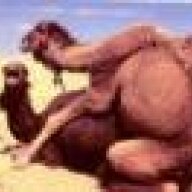 ripped camel